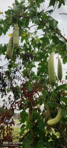 30 Luffa Gourd Seeds / Mướp Hương for 2025 season. US Seller - Picture 2 of 11