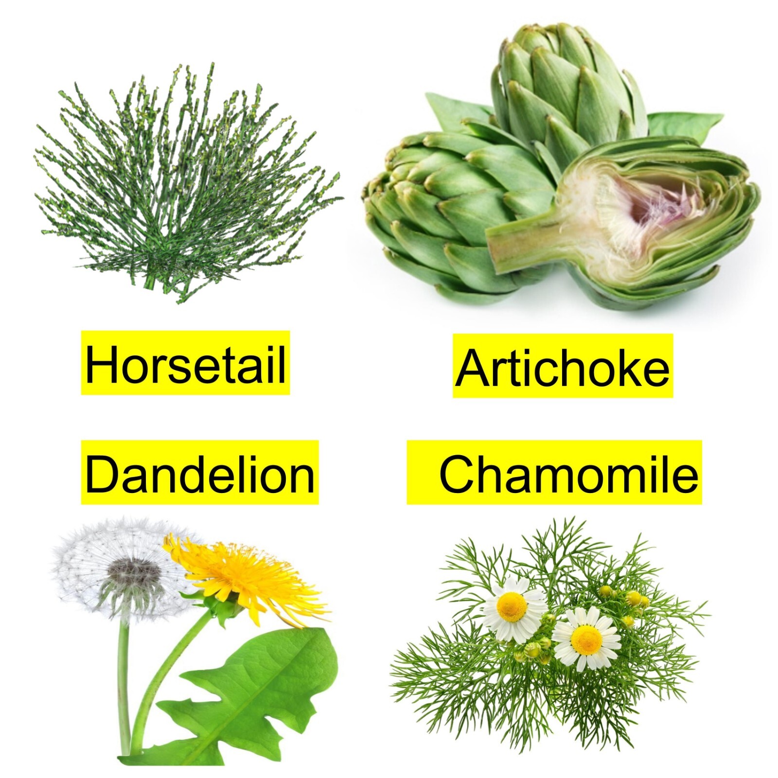 LIVER DETOX CLEANSE HERB DROPS Organic Artichoke Horsetail Dandelion By