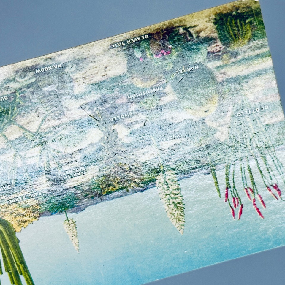 A Few Varieties of Desert Vegetation Postcard Unposted Desert Seens eBay