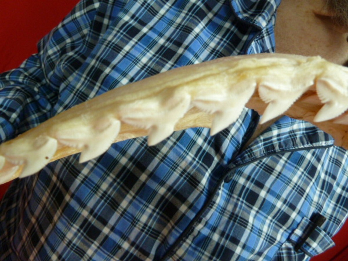 Shell Jaw Blue Shark Jaw It's The World's Largest Shark Jaw — And You Can Buy