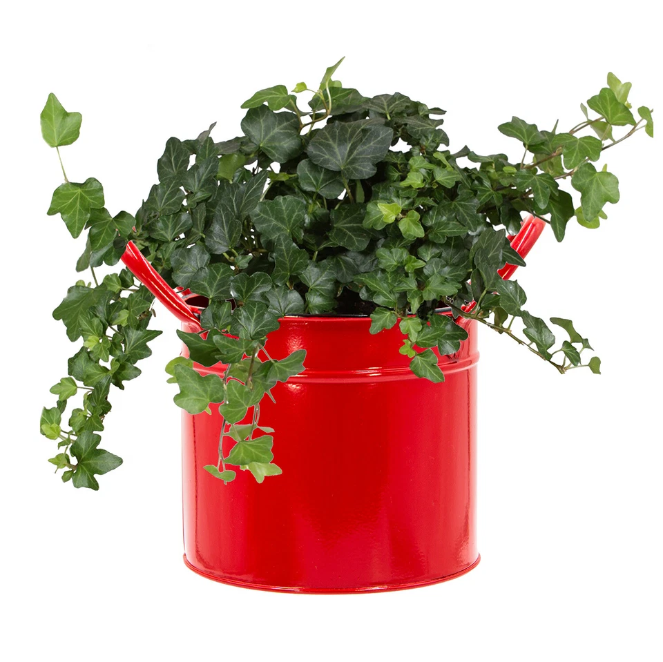 Blümelhuber 3 Deko Pflanzen Kübel Dekorative Eimer für Blumen und Kräuter - Bild 4 von 4