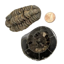 Trilobite 52 grams and ammonite 71g fossils some flaws   As is condition.