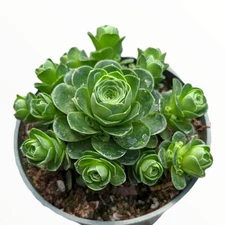 Greenovia dodrentalis Mountain Rose Succulent Plant