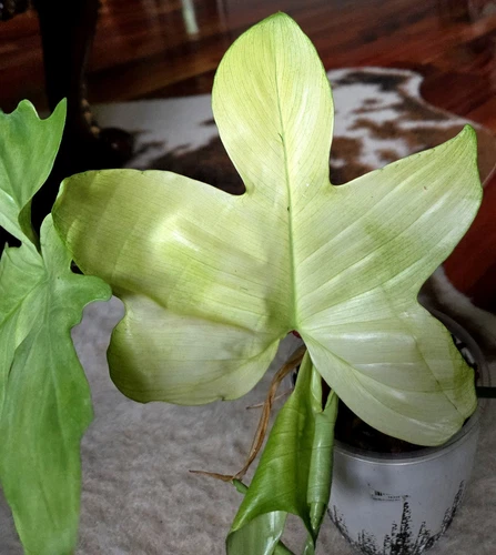 Rare Philodendron Ghost Mint 24" Wide 14" Leaves Aroid Not Monstera Anthurium 