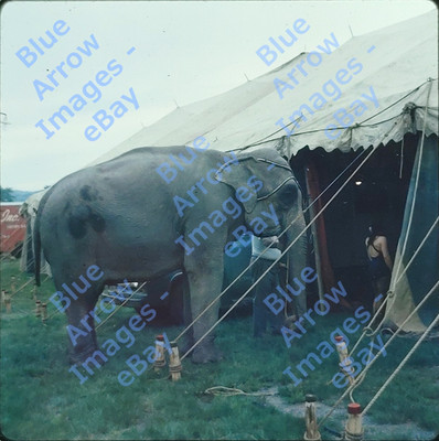 1960 120 Med Film Slide Hagen Bros Circus Elephant Entering Big Top #11973