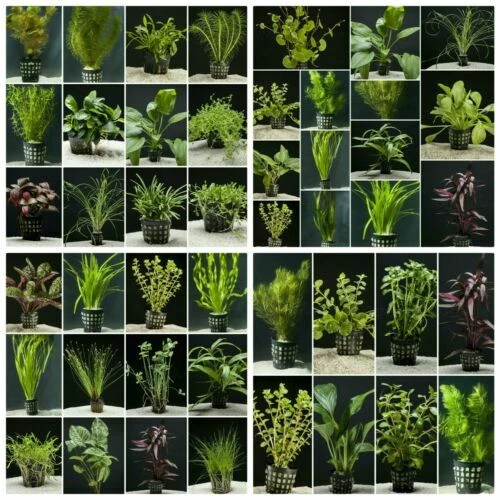 Plantas naturales de agua caliente para acuarios