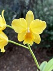 Yellow Compact Cattleya (Pot. Golden Circle x Slc. Candy Sparks) 11632 #2 — photo 2