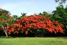 Royal Poinciana, Delonix regia, Tree Seeds
