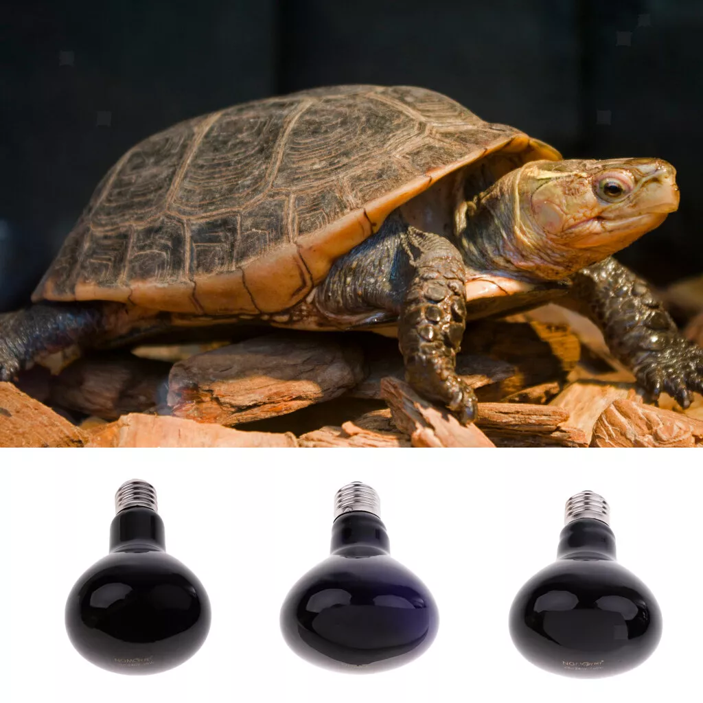 Vivarium night light cheap