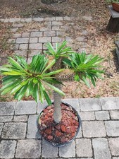 Crested Madagascar Palm, Pachypodium lamerei Rare Succulent 40 Inches Tall 1