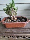 succulents live plants — photo 4