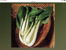 Pak Choi - Canton White Dwarf - 300+ seeds