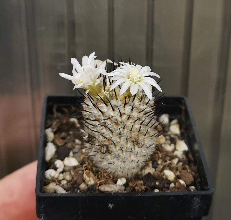 Mammillaria perezdelarosae ssp. andersoniana, leer descripción! Foto 2 de 2