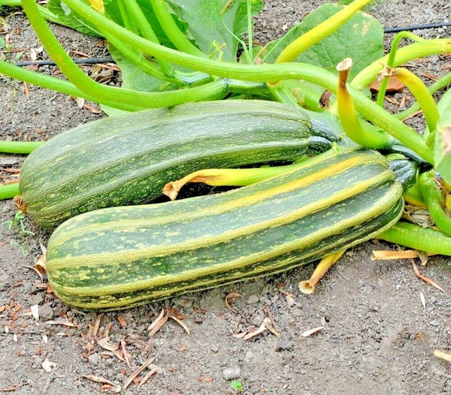 Squash Zucchini Italian Striped Garden Heirloom Vegetable
