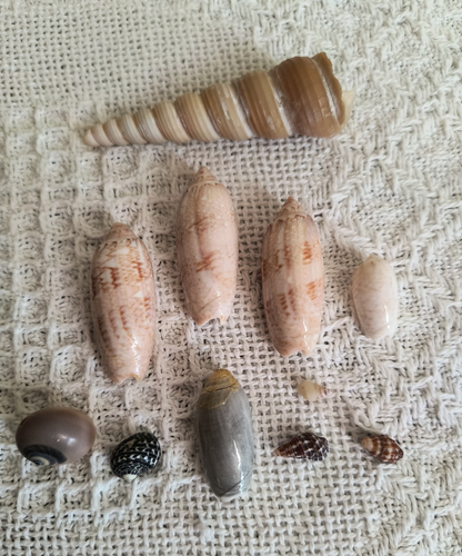 Oliva & Turritellidae Snail SeaShells Homemade Paperweight - Picture 5 of 9