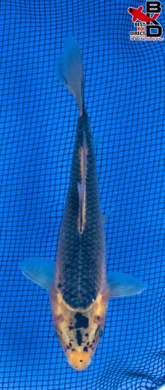 7" KI ASAGI Live Koi Fish Garden Pond BKD 6/26