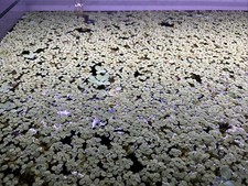 Salvinia Minima Live Floating Aquarium Plant Healthy Fast Growing Floater