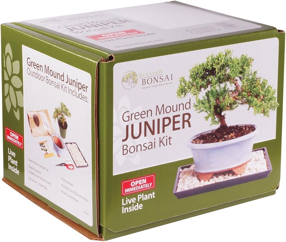 Brussel's Live Green Mound Juniper Outdoor Bonsai Tree Kit - 3 Years Old; 6" to 