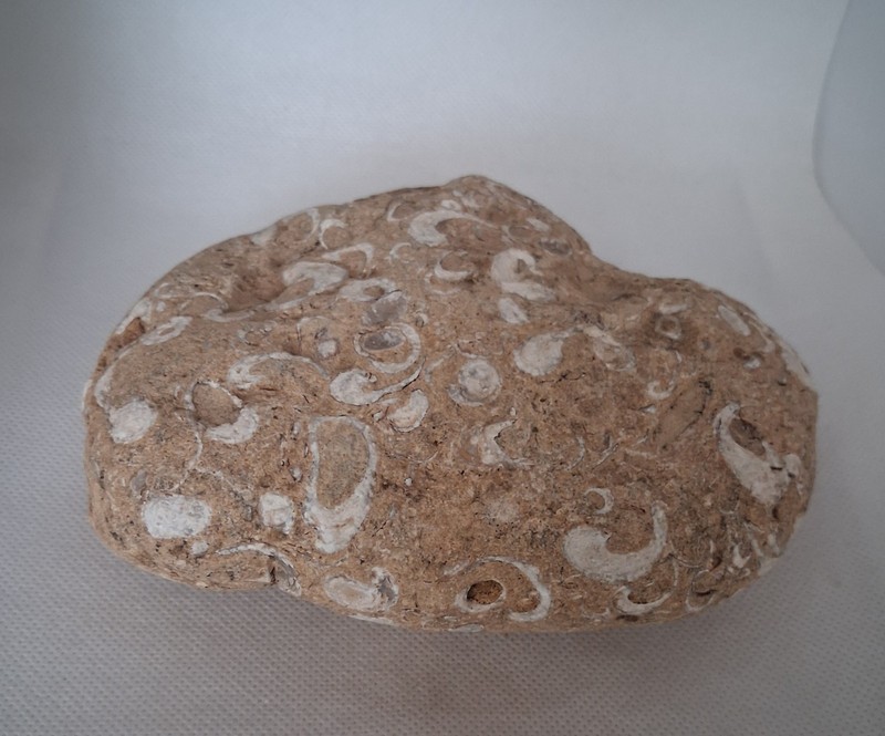 2.4 Pound Fossiliferous Limestone