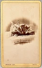 CDV CAT ON CUSHION BY ARTHUR LEE OF BATH ANTIQUE PHOTO VICTORIAN ANIMAL PET