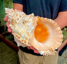 Large Natural Frog Shell Conch Large Seashell Rare Real Beach Home Deco 11-14"