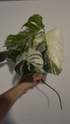Foto 3 di 3