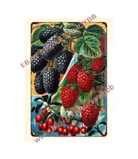 shop wall decor 1898 John Lewis Childs Hybrid Berries Elagnus metal tin sign