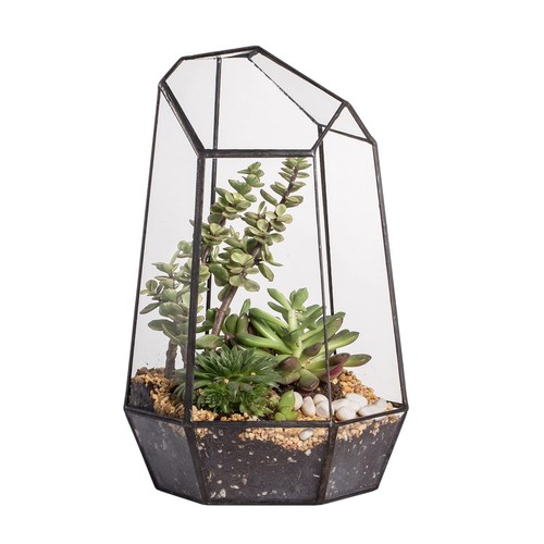 Image showcasing Geometric Glass Terrarium Planter for Succulent, Small Cacti, Black ...