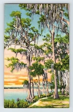 Postcard Florida Cypress Gardens Moss Covered Trees 1940s Unposted Linen