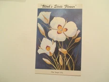 Utah Postcard State Flower The Sego Lily UT