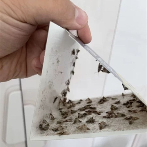 2 Piezas Adhesivo Comida Polilla Trampas con Feromonas Moscas Polilla Atrapa Cocina - Imagen 7 de 7