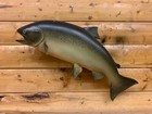 Reproduction Mount King Salmon Chinook Rainbow Trout Fish Taxidermy Fks9