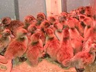 12 Khaki Campbell Duck Hatching Eggs