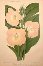 Linden Botanical print Cienkowskia Kirki 1883 Original Litho 