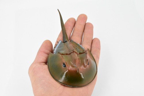 Hufeisenkrabbe, realistische Spielfigur, Modell, Replik, pädagogisch 6" CH467 BB151 - Bild 2 von 9