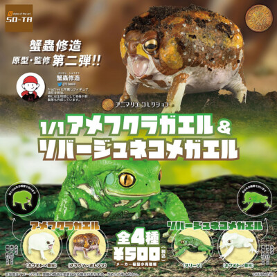 1/1 Scale Common Rain Frog & Waxy Monkey Tree Frog Figure