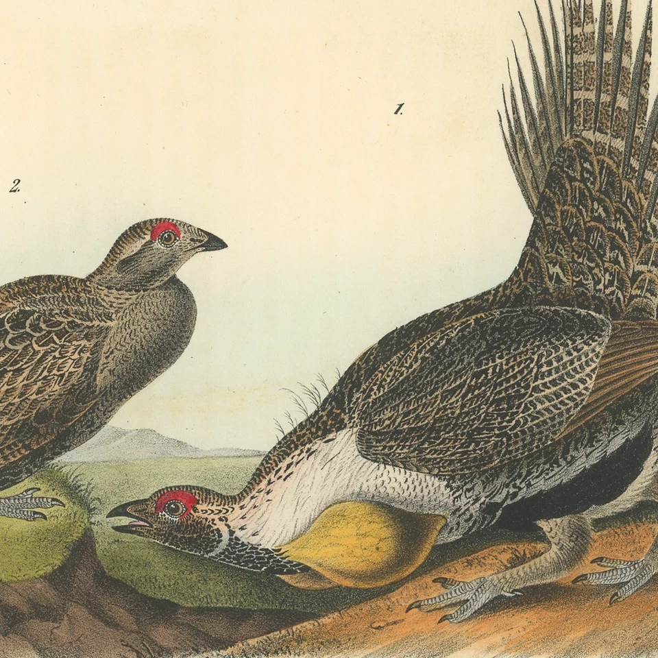 Audubon Birds Octavo 1st Ed 1840 h/c lithograph Pl 297 Cock-of the Plains - Image 2 of 2