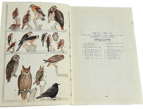 Vintage 1923 Edition ‘What Bird Is That?’ By Frank M. Chapman - 301 Color Images - Picture 10 of 14