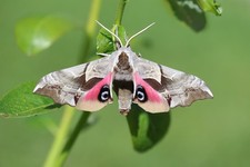 Western eyed sphinx (Smerinthus ophthalmica) - 25 eggs
