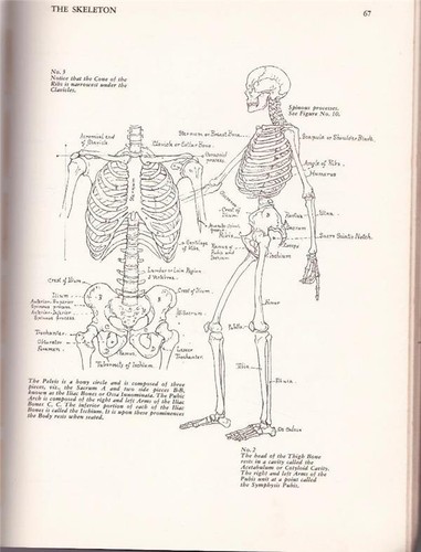 1876 ~ ART ANATOMY by William Rimmer ~ Dover Edition First Published USA 1972 - Picture 5 of 12