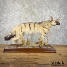#29894 EL | African Aardwolf Taxidermy Mount For Sale