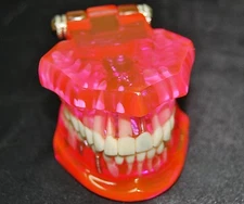 REDLAND Dental Demonstration Teeth Model Dentist Education & Sales -MODEL#1055