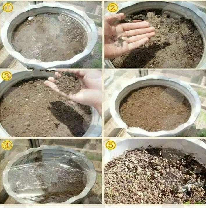 VENDEDOR DE EE. UU. BLANCO Semillas de Fruta del Dragón (Blanco) 20 semillas RELIQUIA  Foto 4 de 4