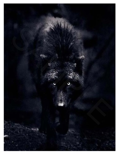 Hierro en transferencia Black Wolf - Imagen 9 de 21