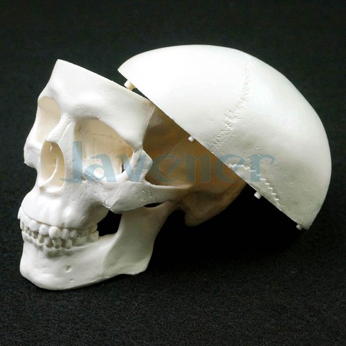 PVC Mini Cráneo Anatomía Anatómica Humana Cabeza Modelo Médico Conveniente - Imagen 5 de 8