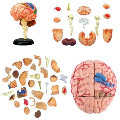 4D Disassembled Anatomical Human Brain Model Anatomy Tool' Teaching B1F2 u  QXO