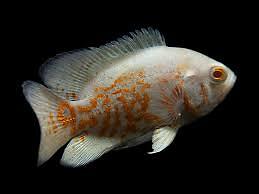 TIGER red eye ALBINO oscar fish 2.5 - 4.5 live 