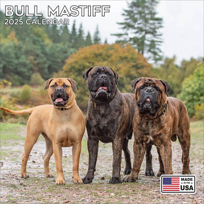 Bull Mastiff Mix Mini English Mastiff Smallest Mastiff Breed