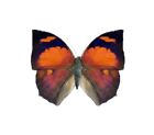 Anaea ryphea One Real Butterfly Red Unmounted Wings Closed