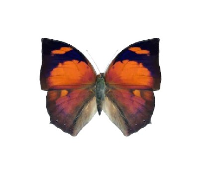 Anaea ryphea ONE REAL BUTTERFLY RED UNMOUNTED WINGS CLOSED 